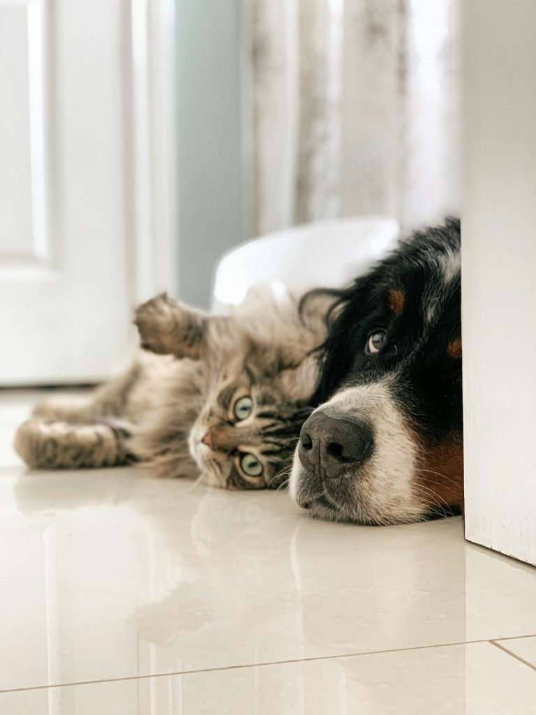 Appel de candidatures – Comité de protection des animaux (CPA)